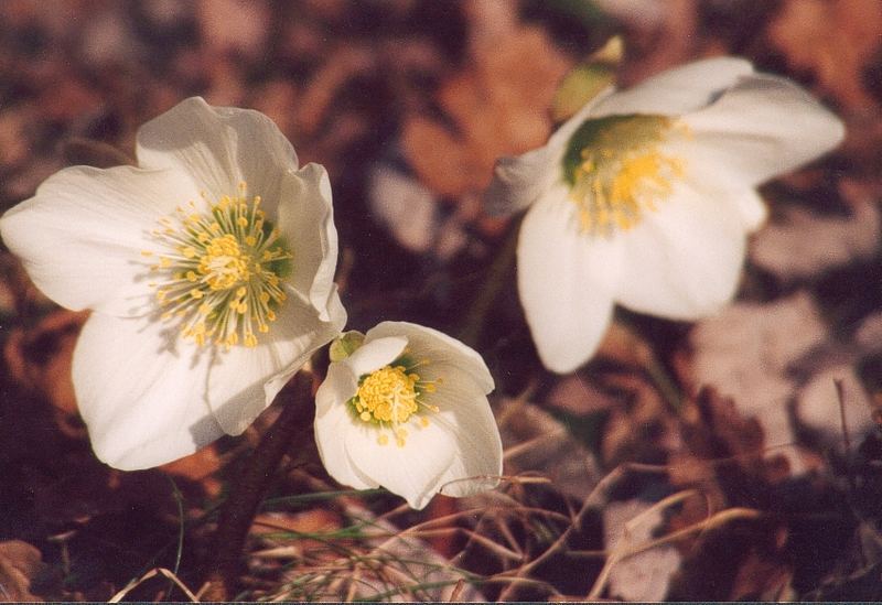 stella di natale