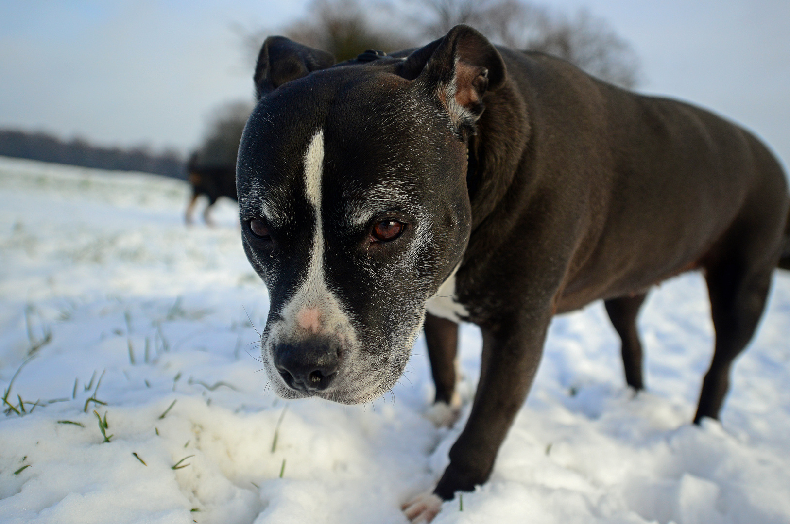 Stella im Schnee