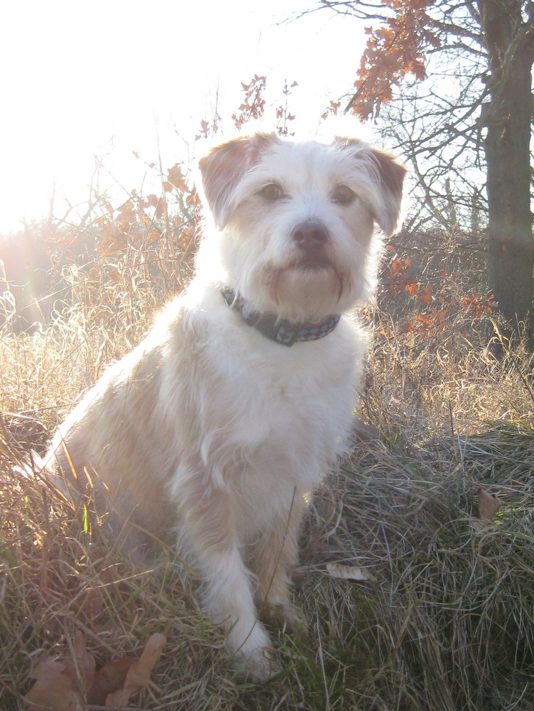 Stella im Sonnenschein