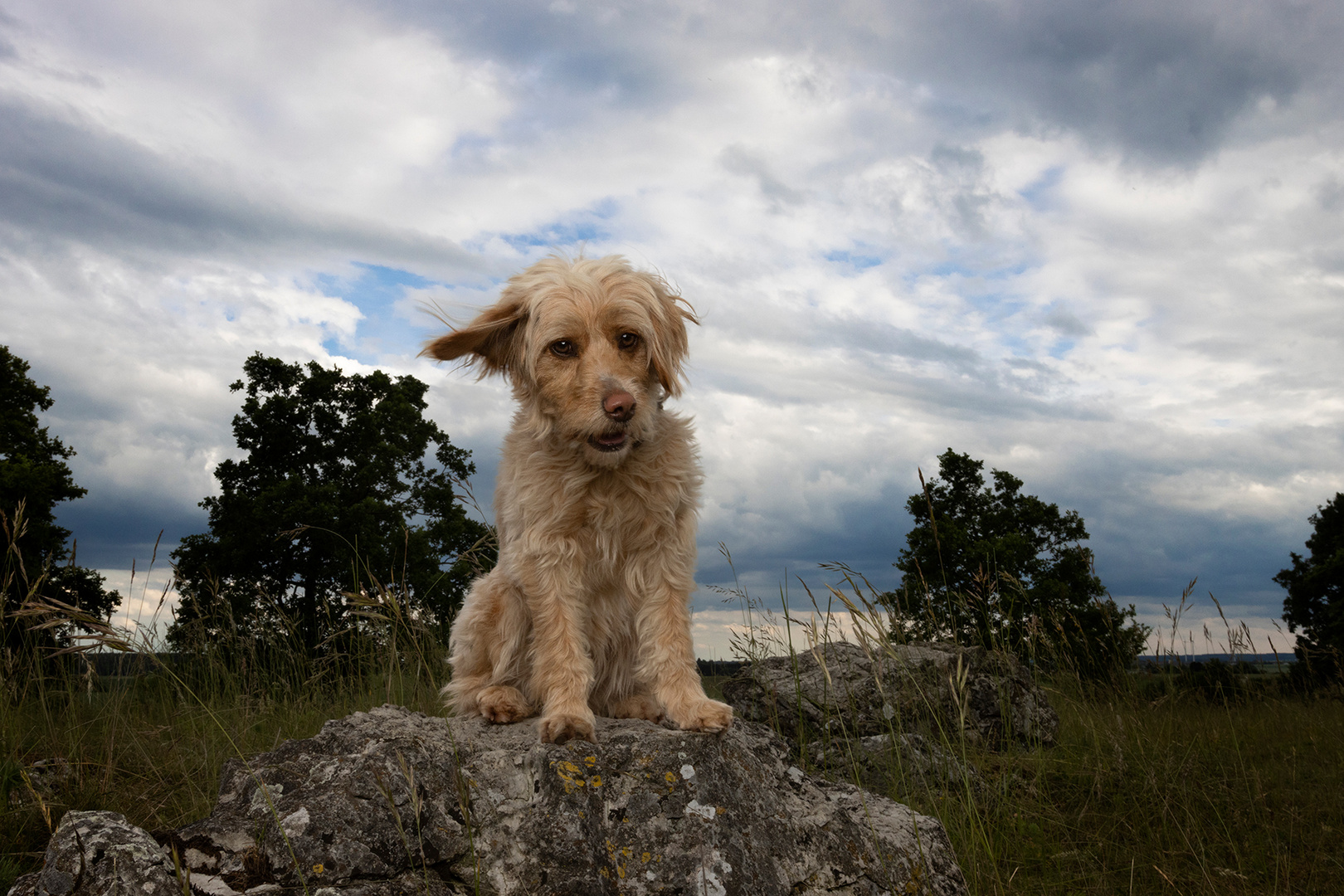 Stella im Wind