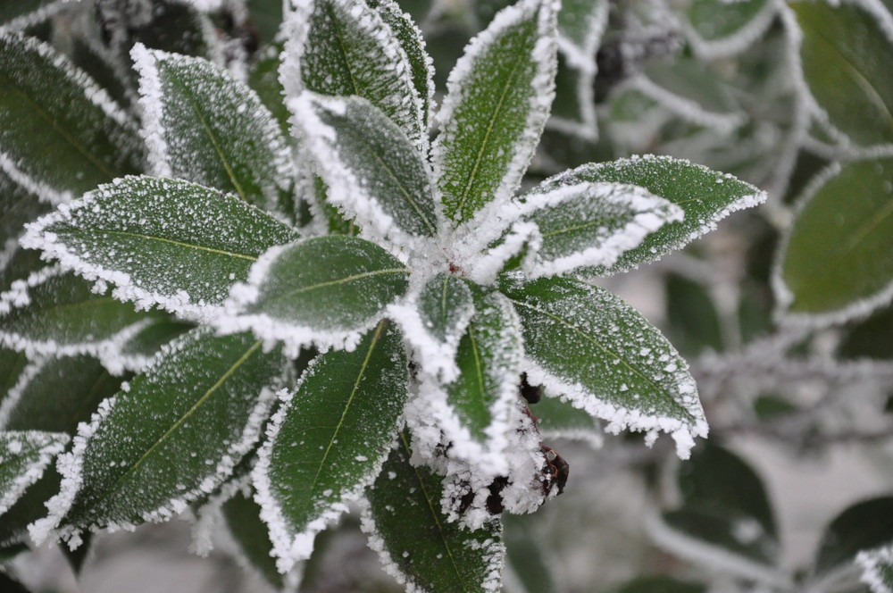 stella innevata