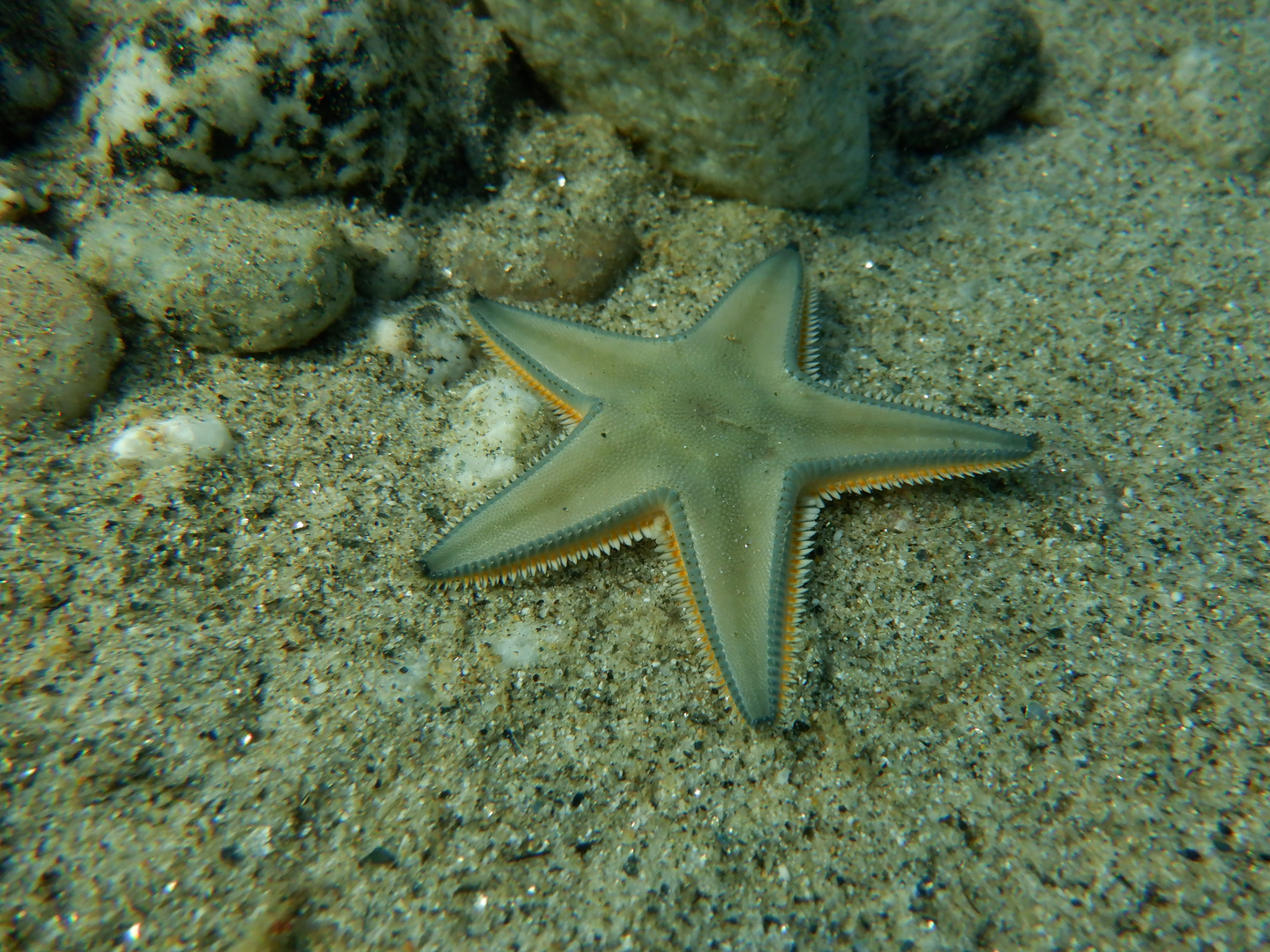 Stella pettine (Astropecten jonstoni)