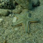 Stella pettine (Astropecten jonstoni)