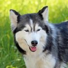 Stella -Sibirischer Husky- -1-