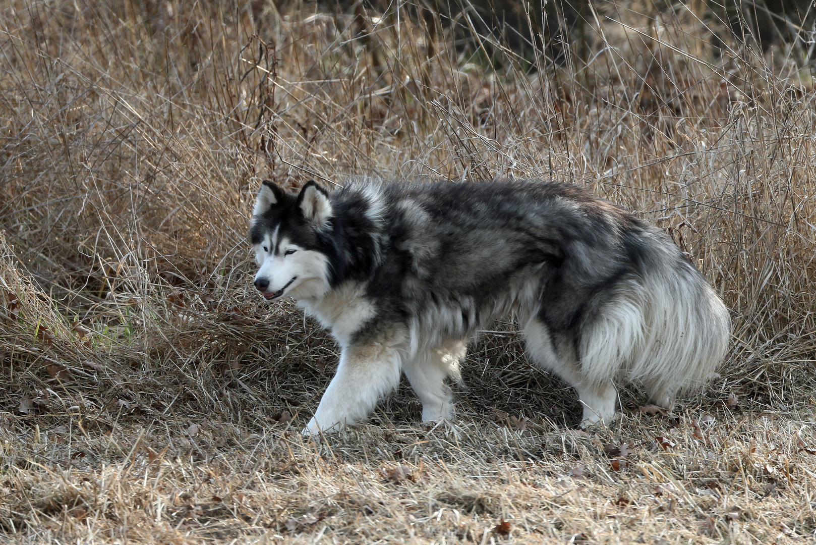 Stella -Sibirischer Husky- -2-