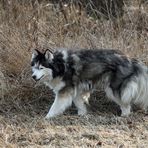 Stella -Sibirischer Husky- -2-