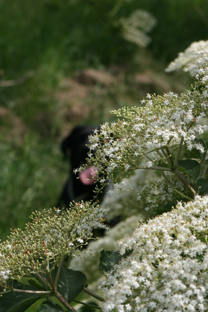 Stella versteckt sich