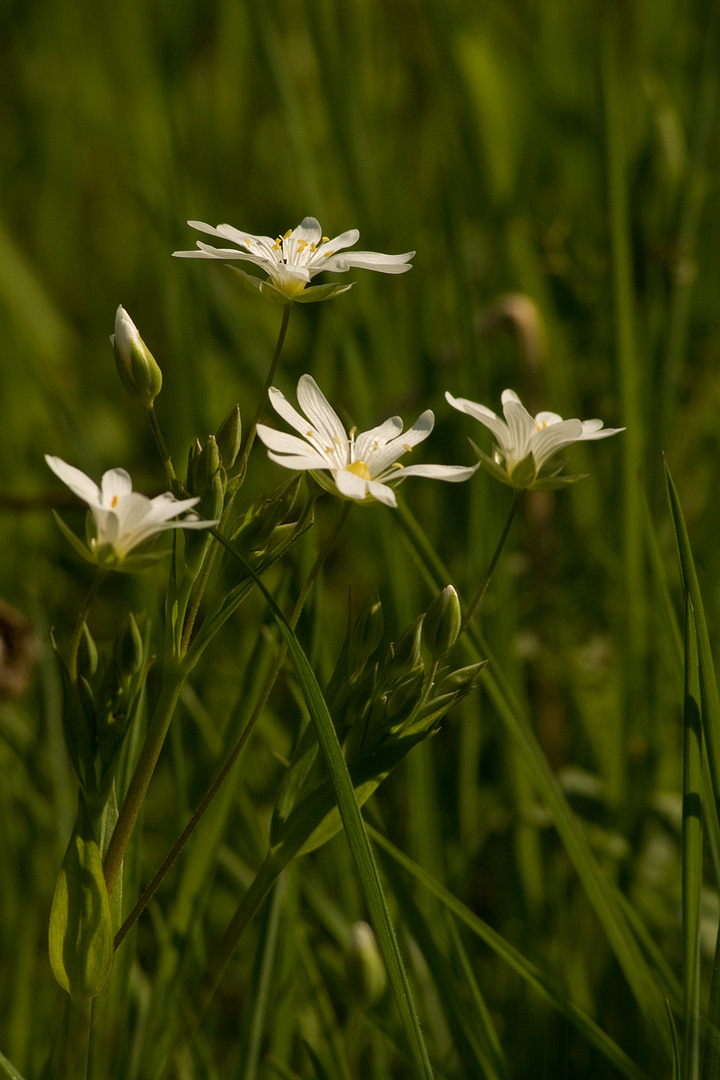 Stellaire graminée