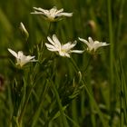 Stellaire graminée