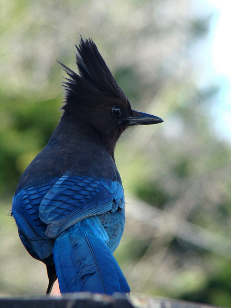 Stellar Jay