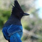 Stellar Jay