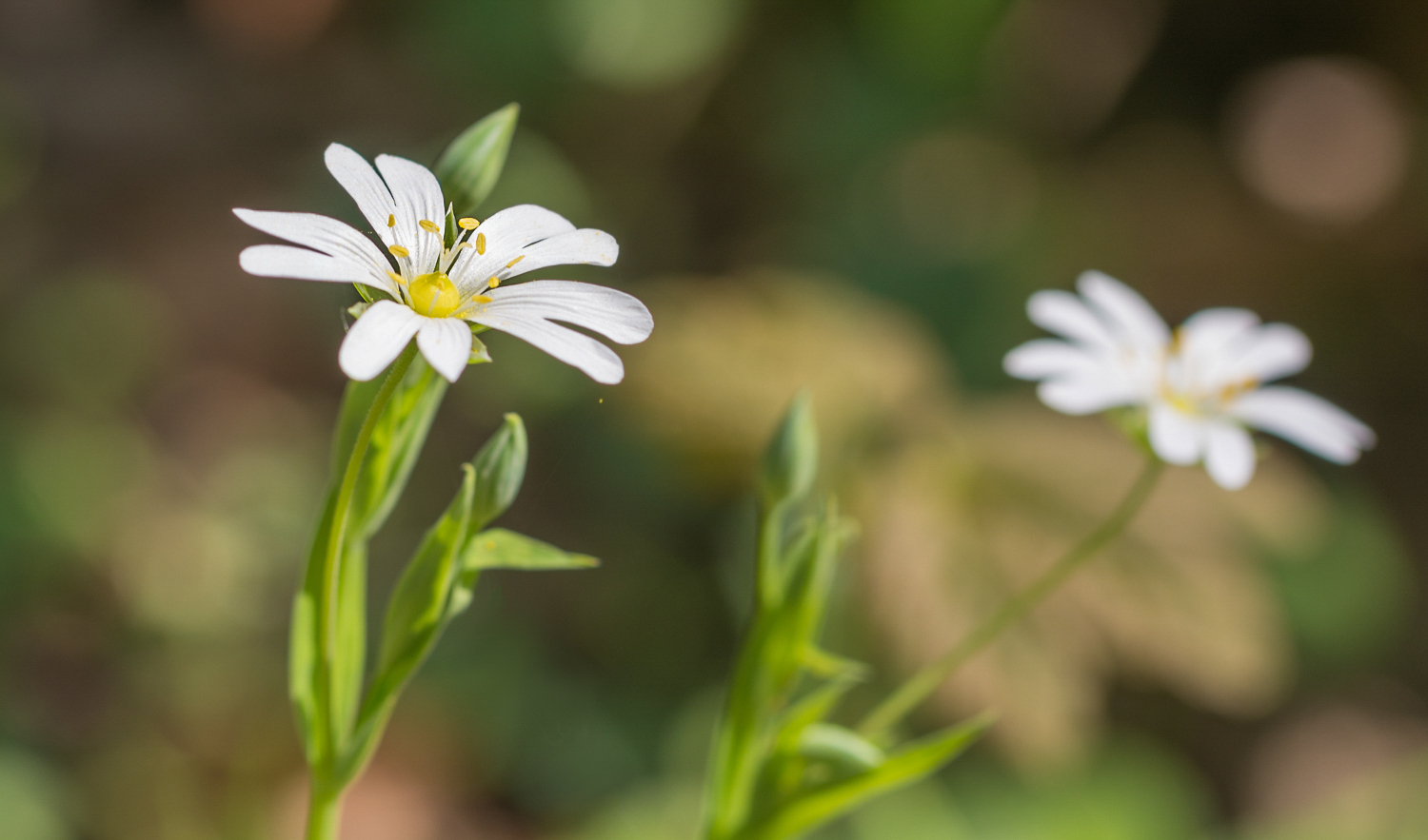 Stellaria