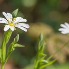 Stellaria