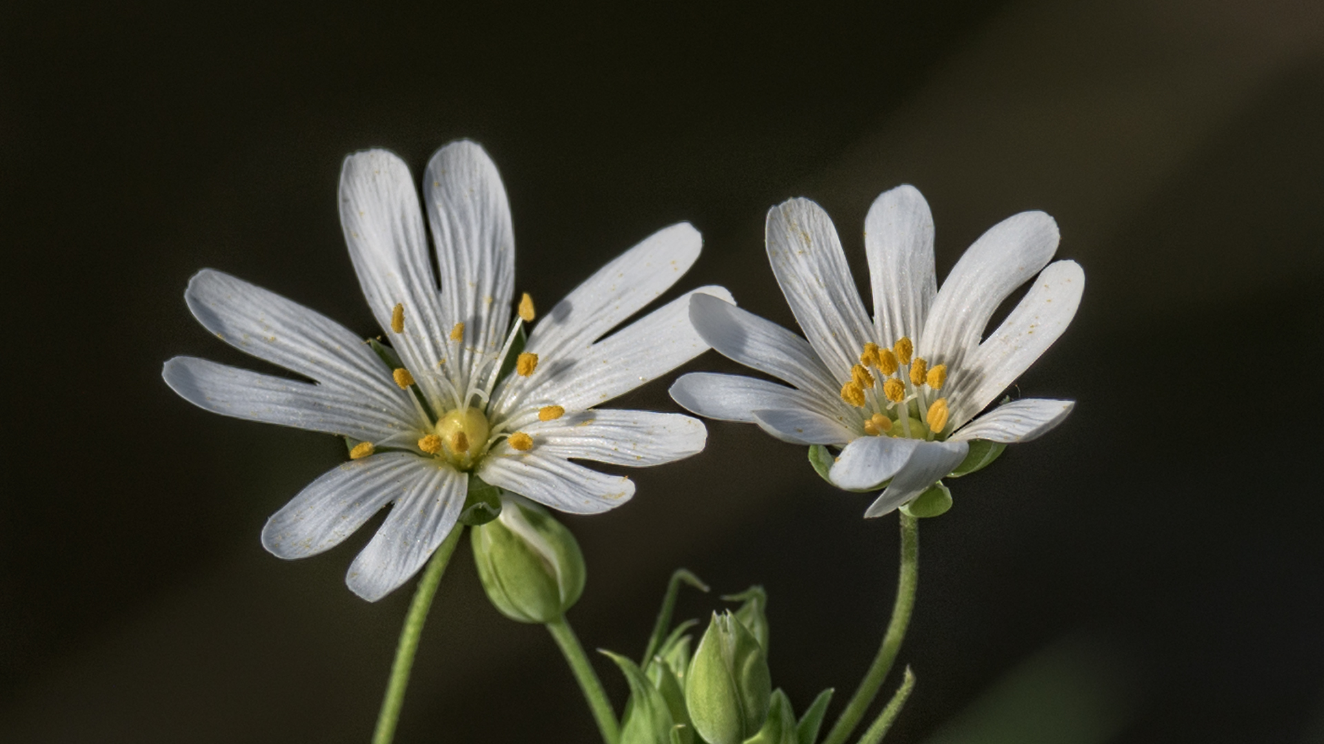 Stellaria 