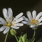 Stellaria 