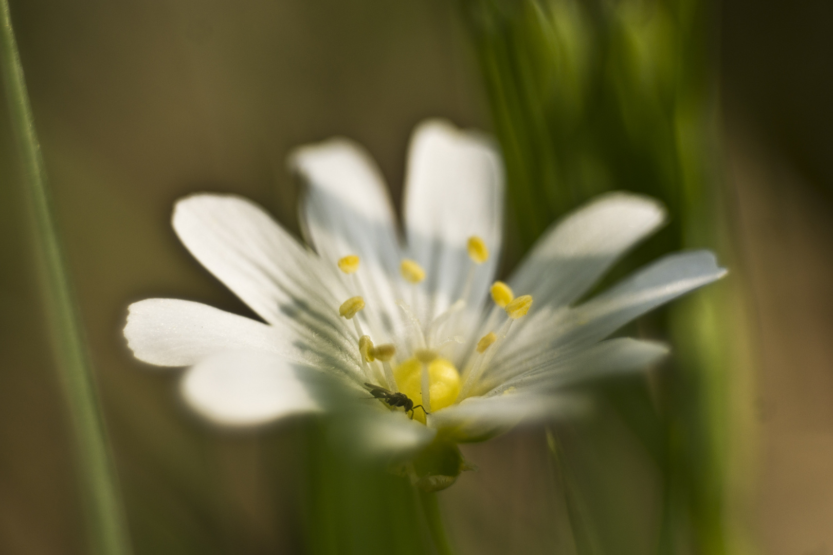 Stellaria