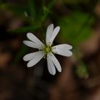 Stellaria