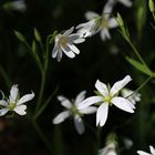 Stellaria am Wegesrand