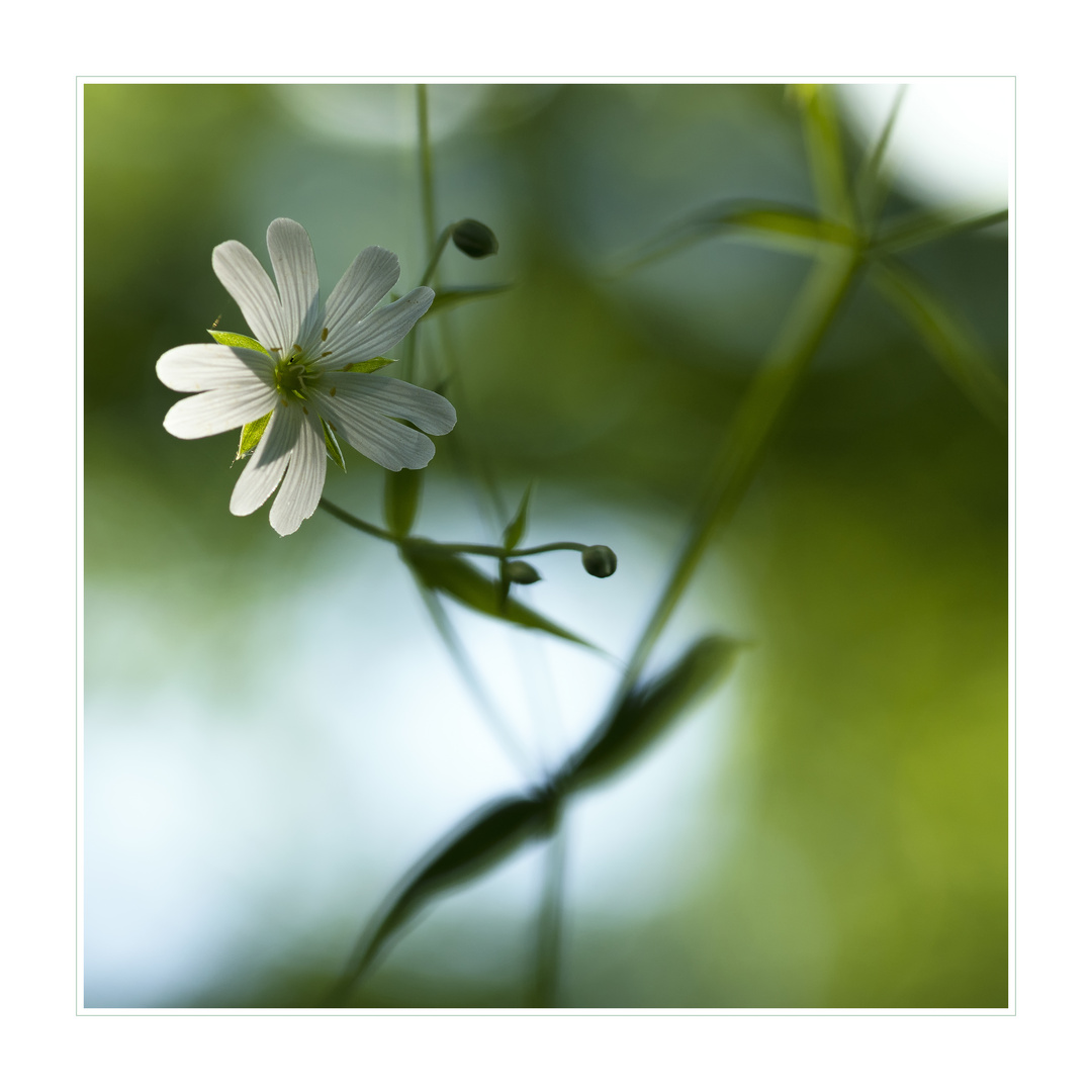 Stellaria