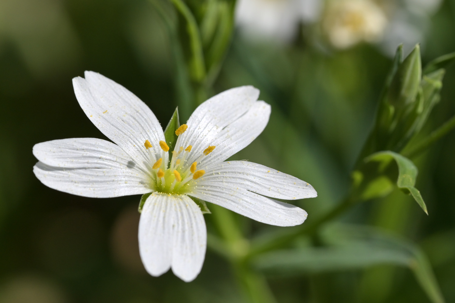 Stellaria