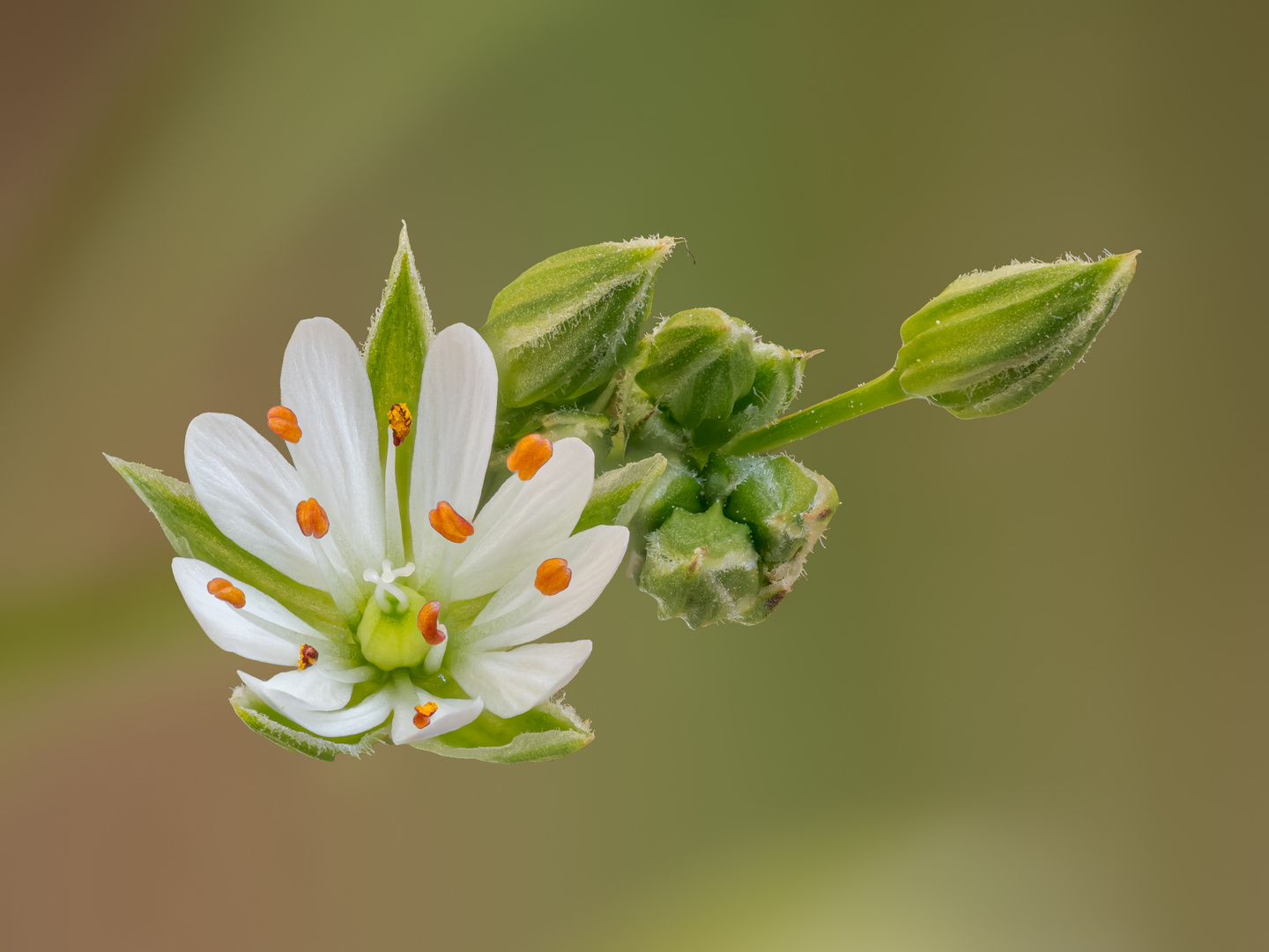 Stellaria graminea