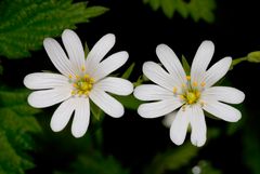 Stellaria holostea