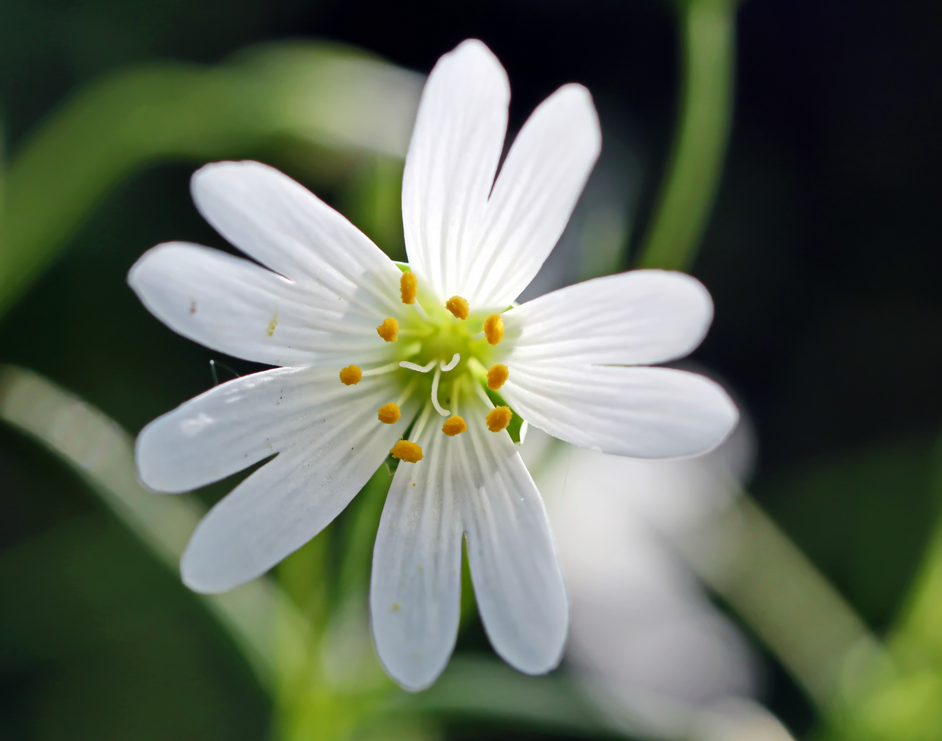 Stellaria holostea