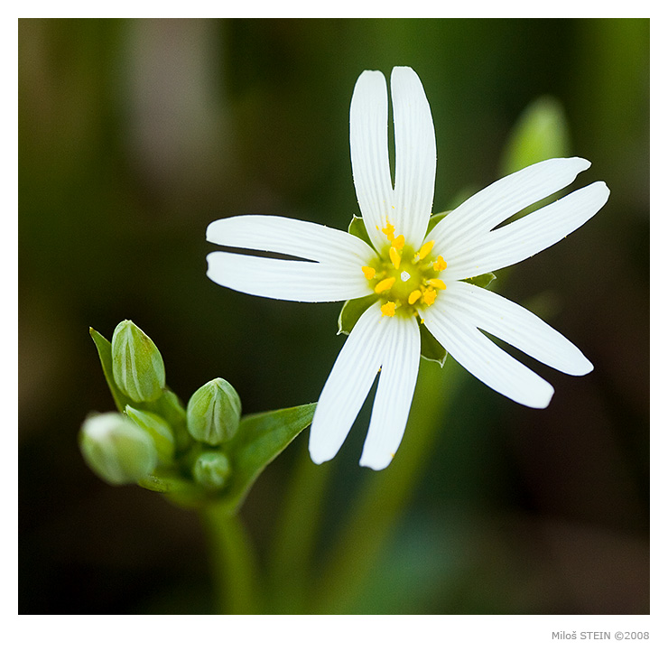 Stellaria holostea