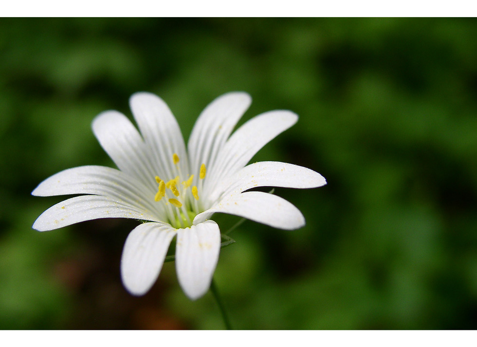 *Stellaria holostea*