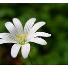 *Stellaria holostea*