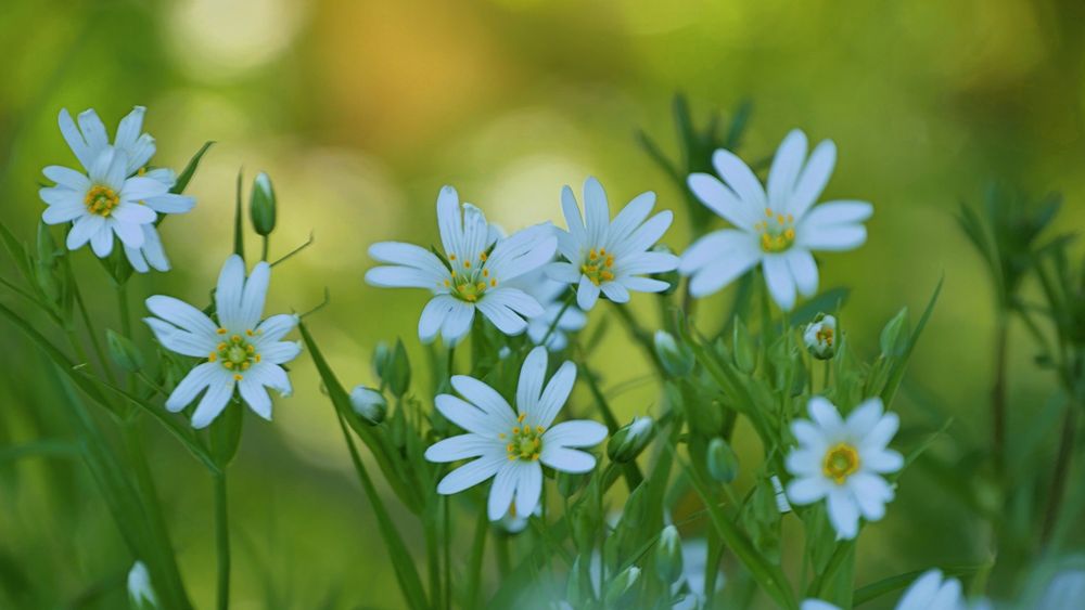 Stellaria holostea – Große Sternmiere