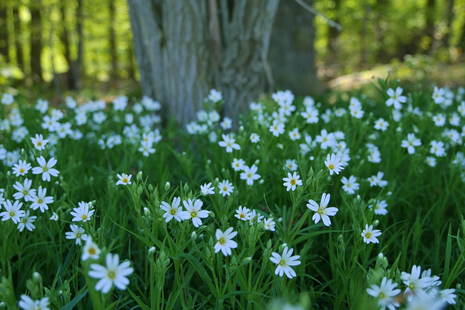 Stellaria holostea – Große Sternmiere