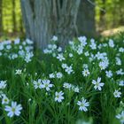 Stellaria holostea – Große Sternmiere