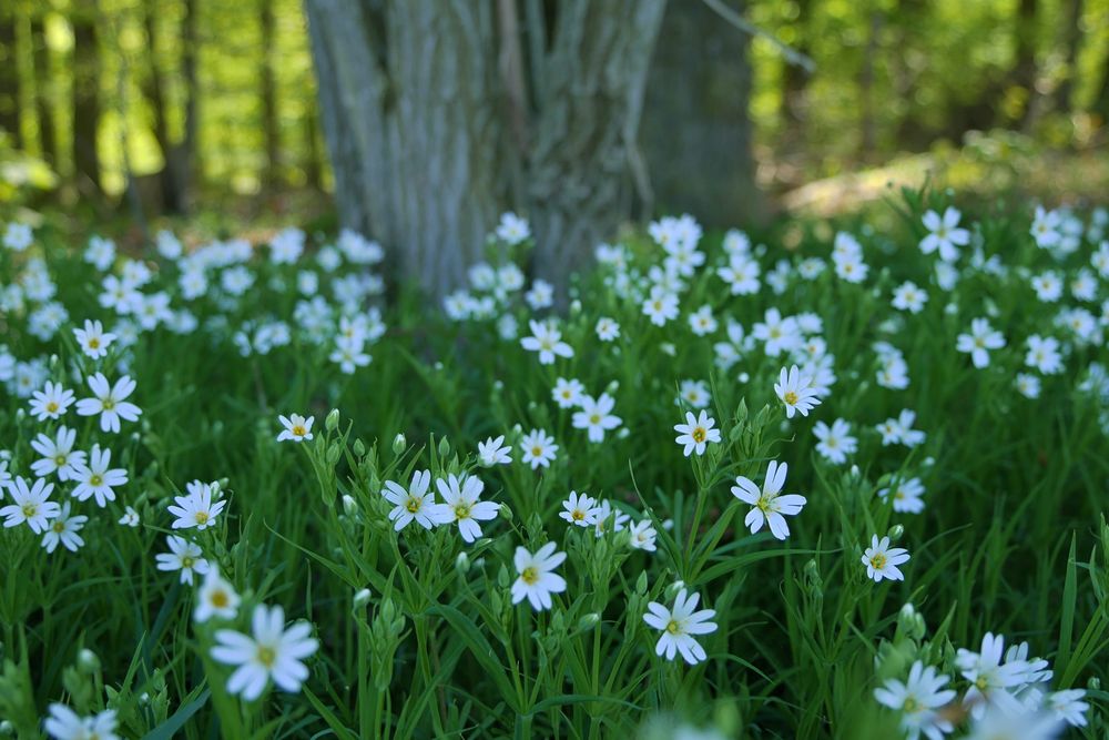 Stellaria holostea – Große Sternmiere