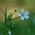 Stellaria holostea – Große Sternmiere