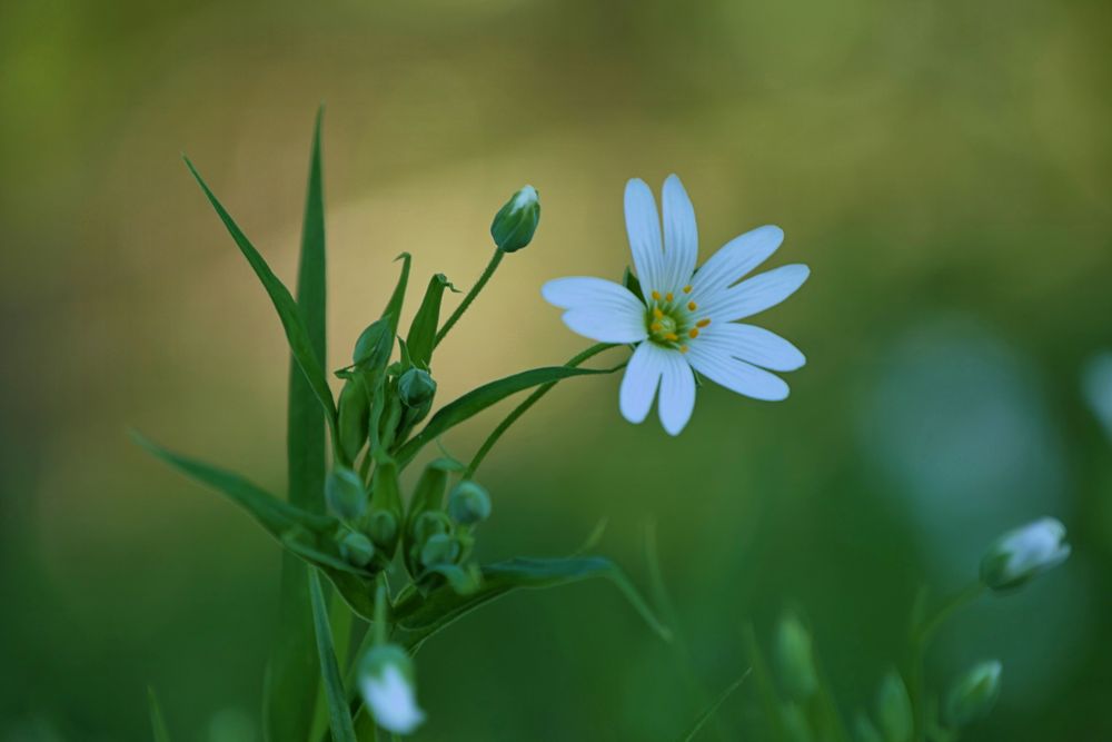 Stellaria holostea – Große Sternmiere