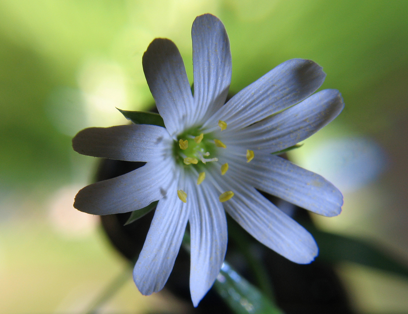 Stellaria holostea Vogelmiere - Nelkengewächse 11 mai 2012