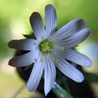 Stellaria holostea Vogelmiere - Nelkengewächse 11 mai 2012