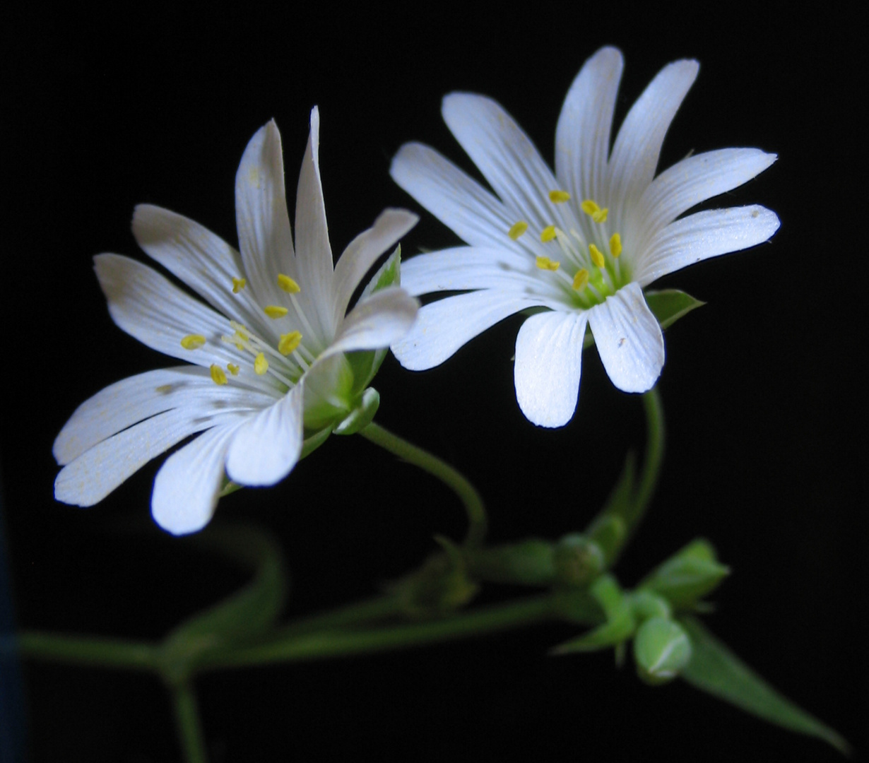 Stellaria holostea Vogelmiere - Nelkengewächse 11 mai 2012