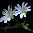 Stellaria holostea Vogelmiere - Nelkengewächse 11 mai 2012