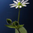 Stellaria media