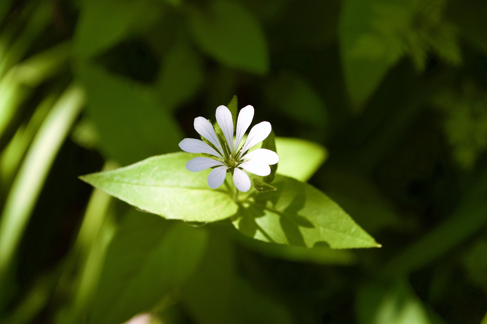 Stellaria Media