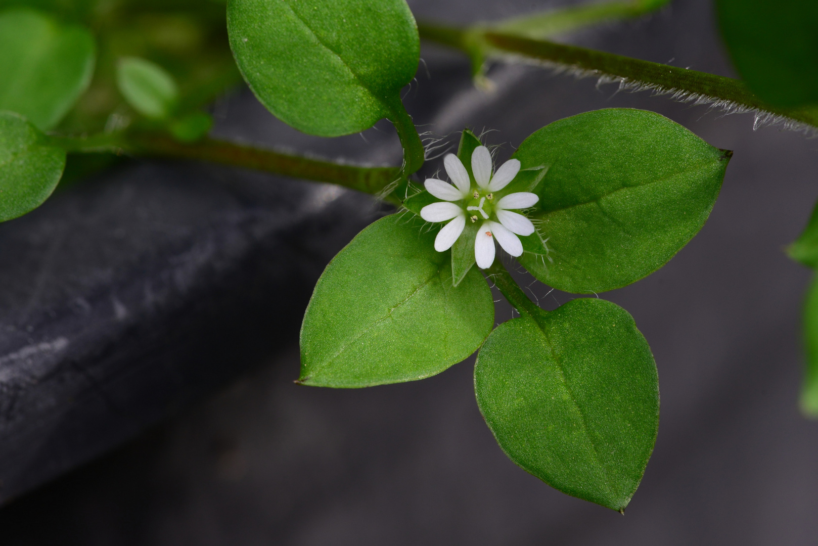 Stellaria media-Vogelmiere-01