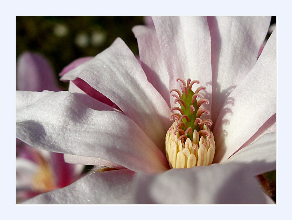 Stellata rosa