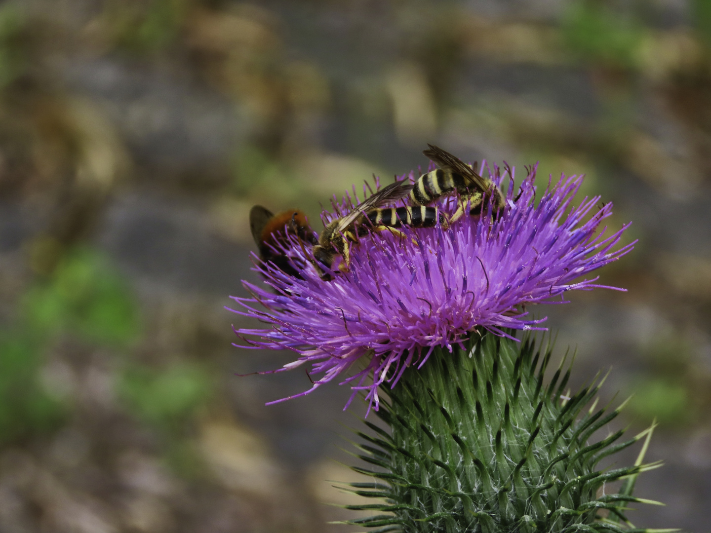 Stelldichein auf einer Distel