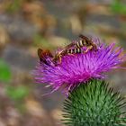 Stelldichein auf einer Distel