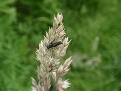 Stelldichein: Zweifleckiger Malachitkäfer (Malachius bipustulatus) und eine fette Blattlaus