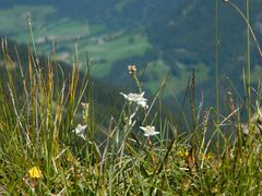 Stelle alpine