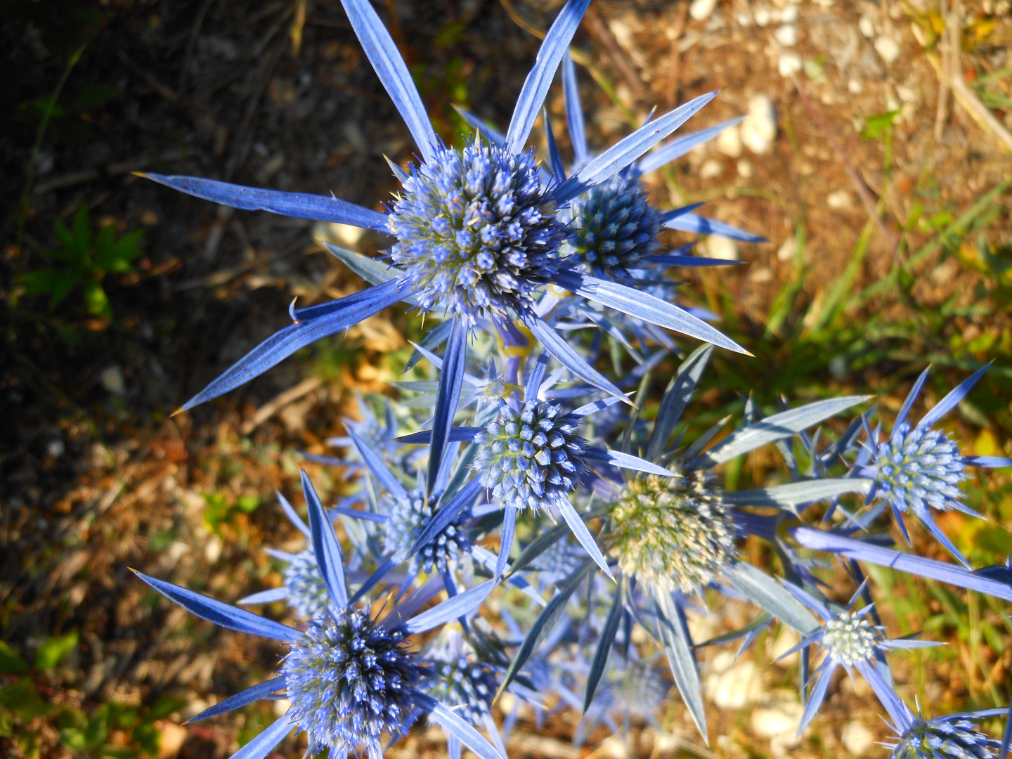 Stelle azzurre