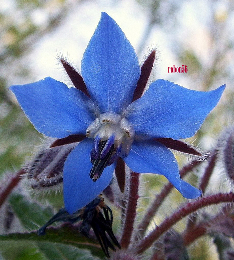 stelle della natura